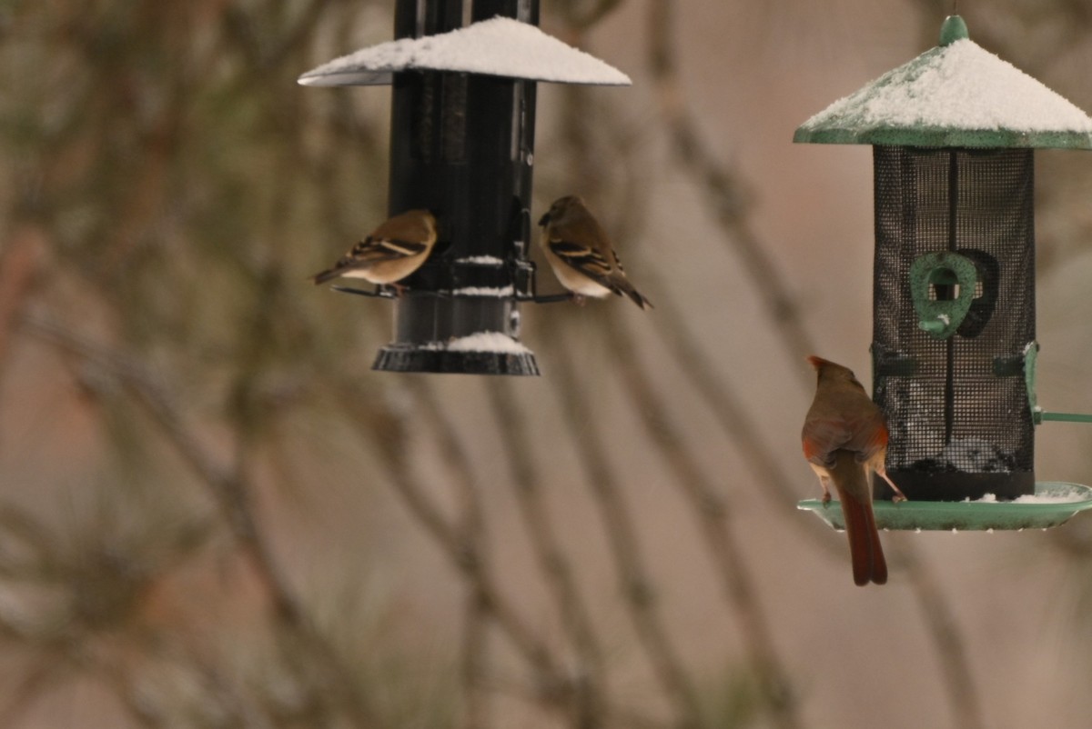 čížek žlutý - ML647094913