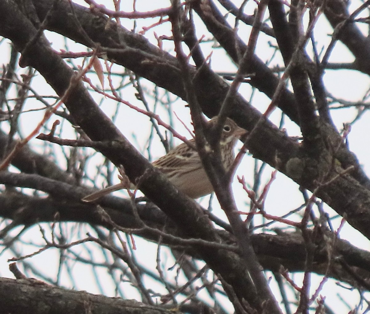 Vesper Sparrow - ML647094921