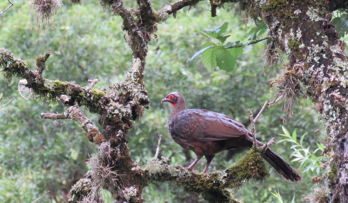 Краснолицая пенелопа - ML647094924