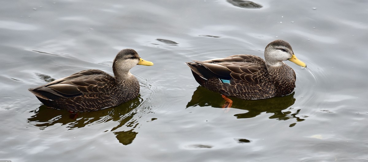 American Black Duck - ML647094925