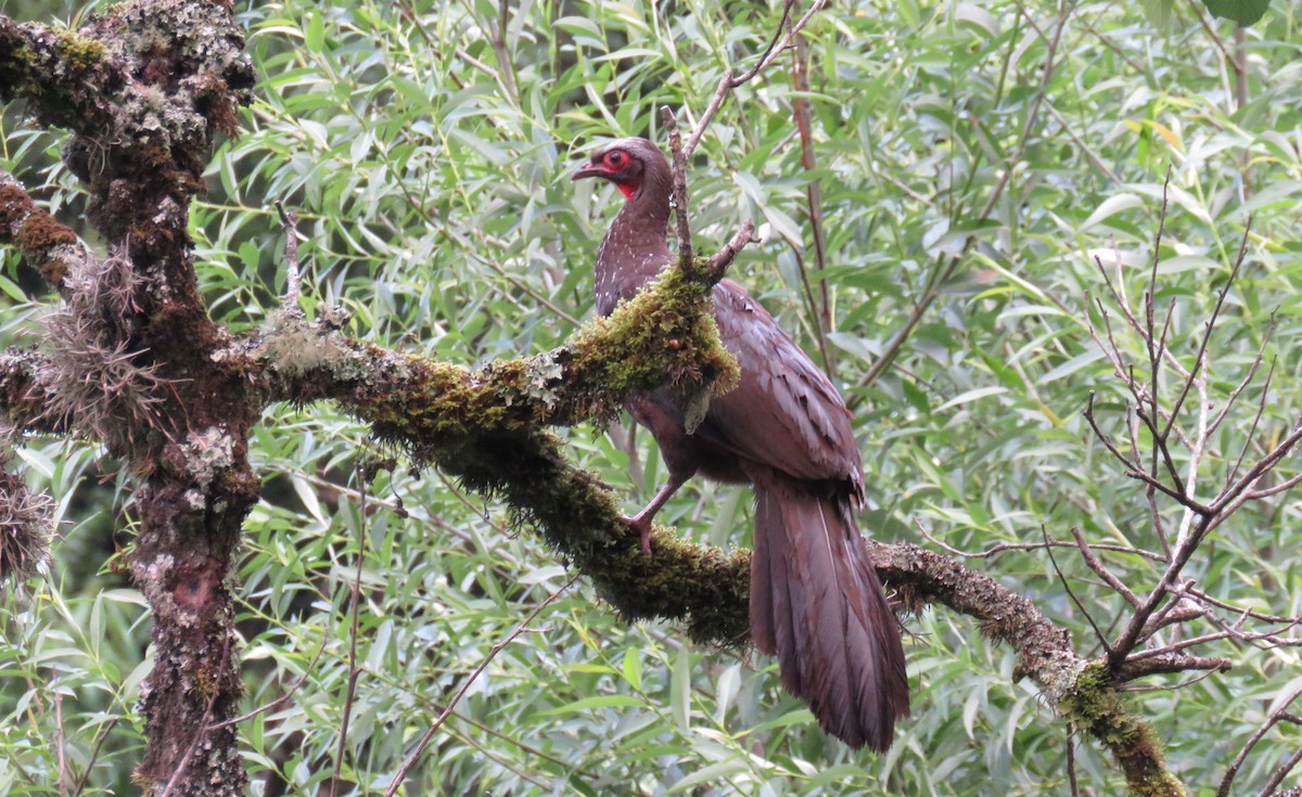 Краснолицая пенелопа - ML647094926