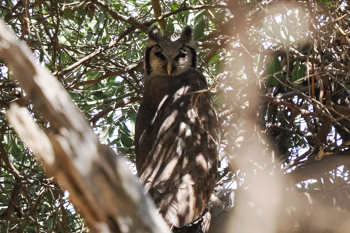 Verreaux's Eagle-Owl - ML647094928