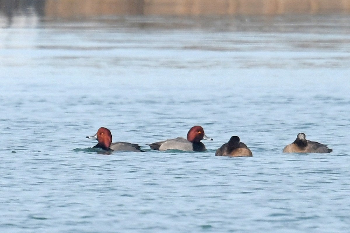 Redhead - ML647094930