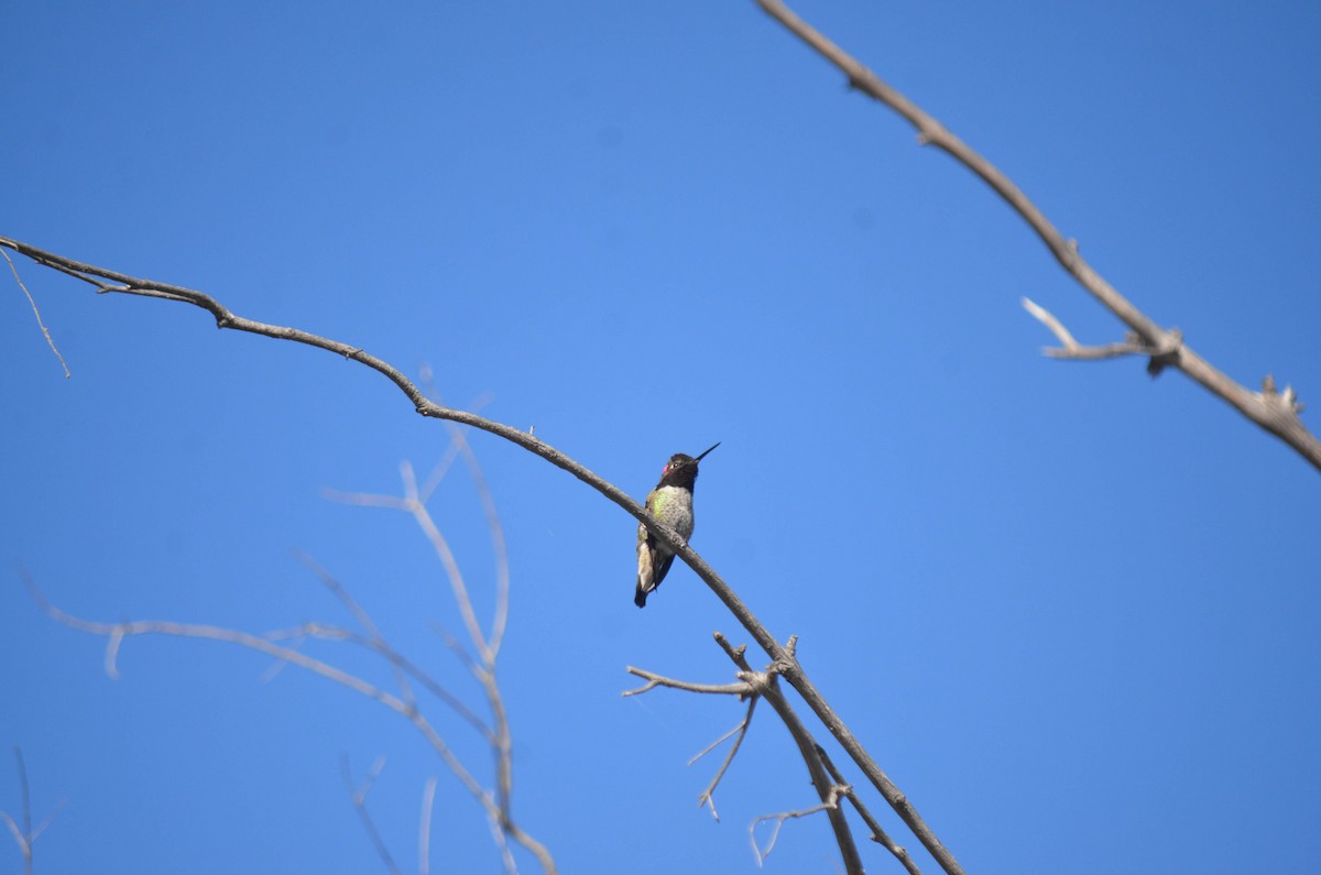 kalypta růžovohlavá - ML647094936