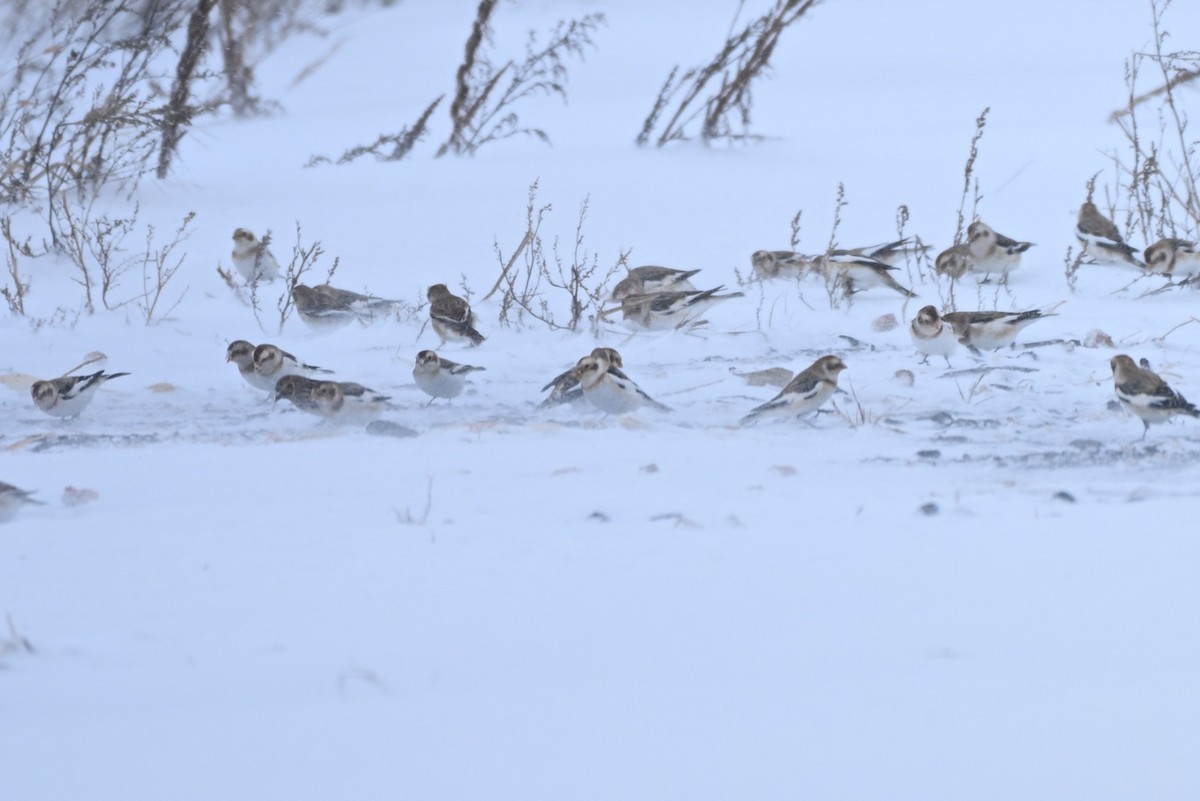 Подорожник лапландський - ML647094950
