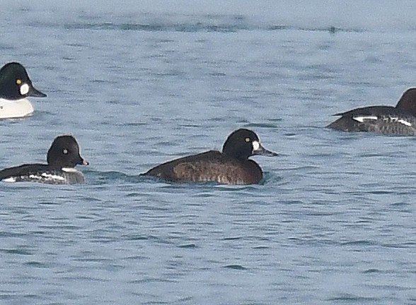 Porrón Bastardo - ML647094952