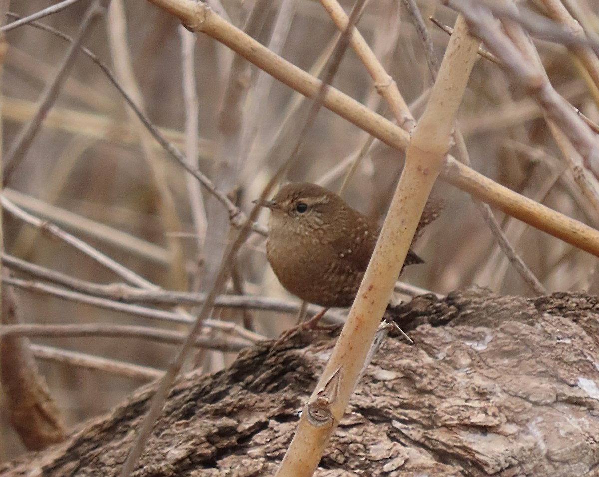 Winter Wren - ML647094954