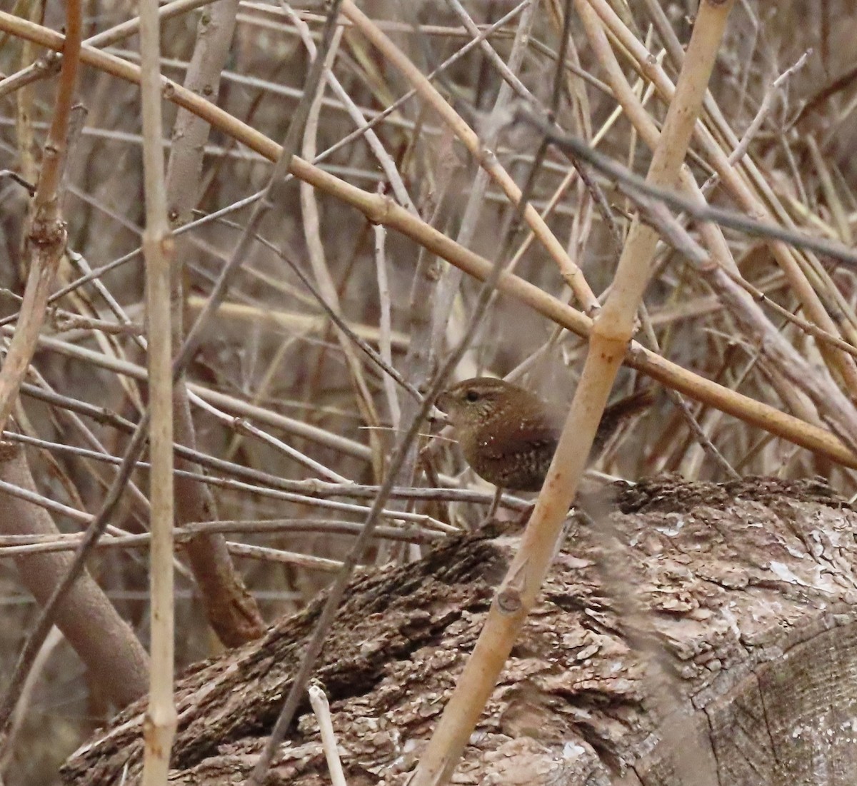Winter Wren - ML647094955