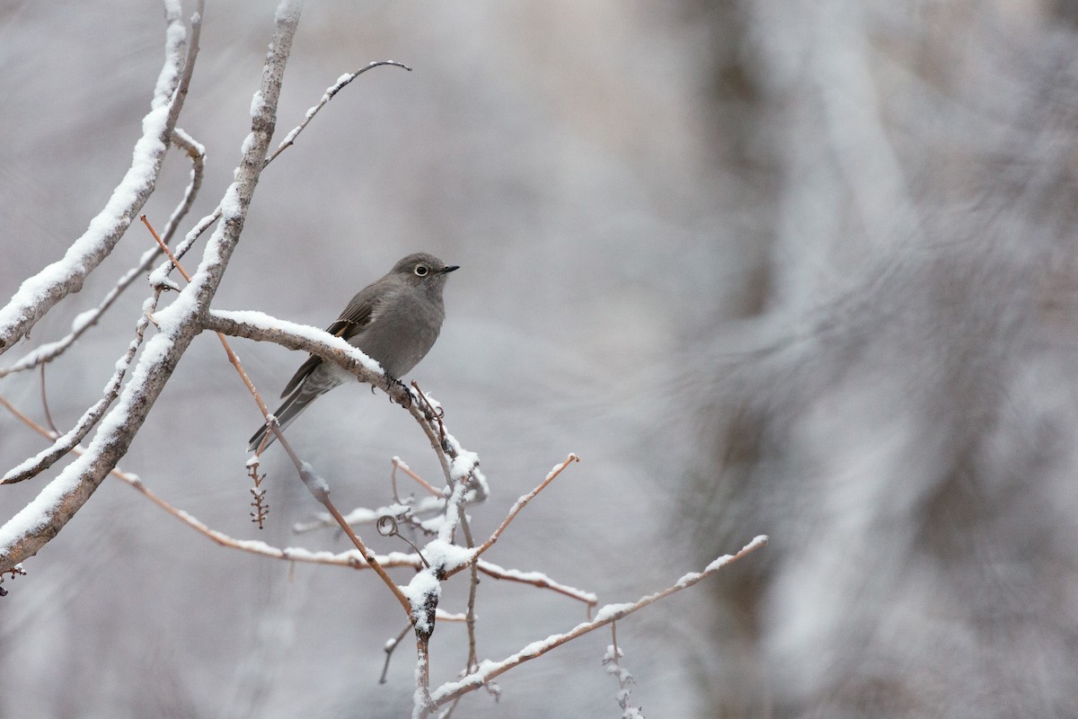 Townsend's Solitaire - ML647094956