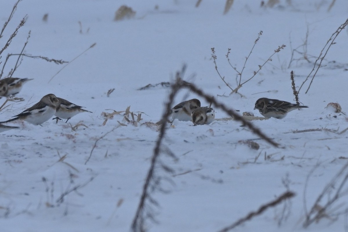 Подорожник лапландський - ML647094975