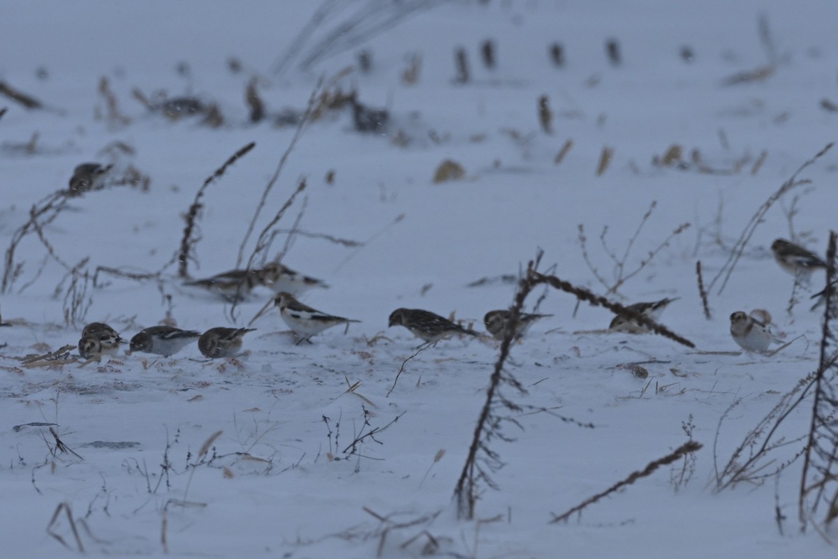 Подорожник лапландський - ML647094986