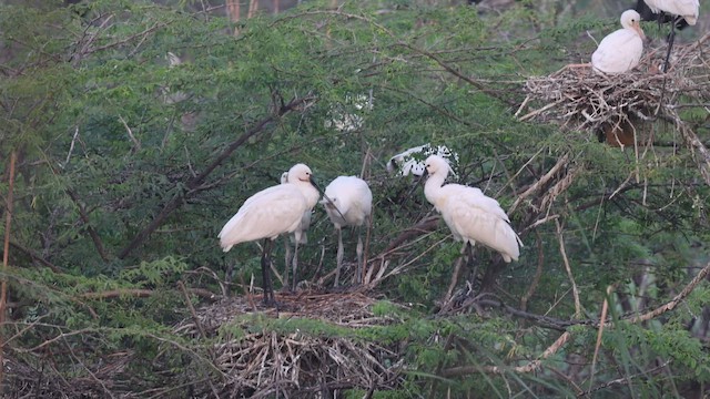 Eurasian Spoonbill - ML647094987