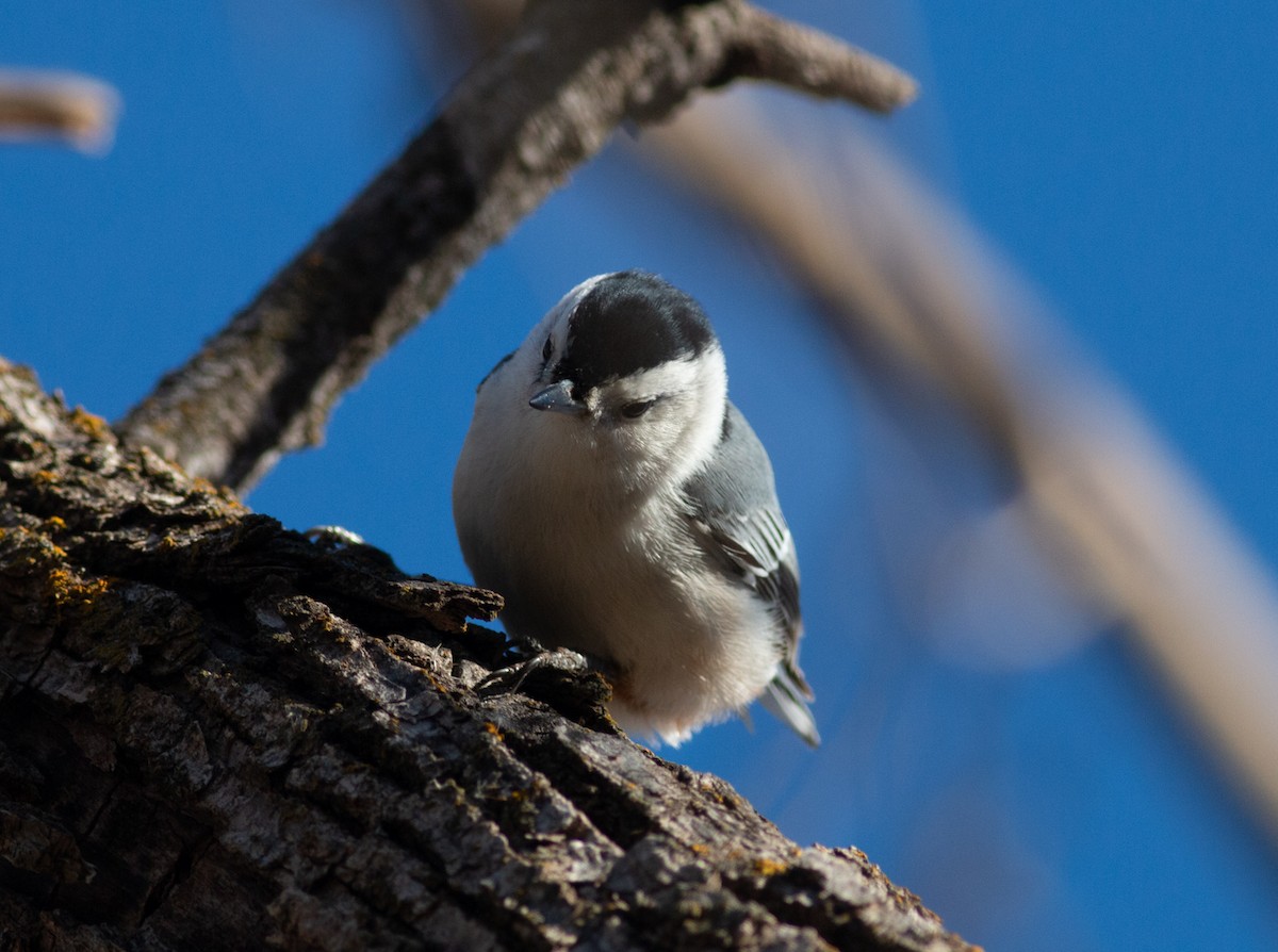 White-breasted Nuthatch (Eastern) - ML647095015