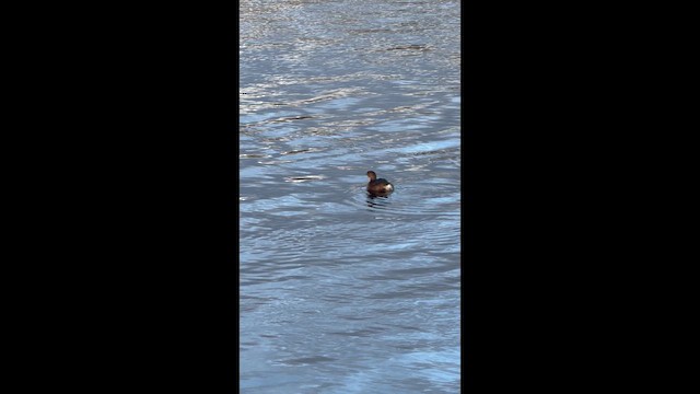 Pied-billed Grebe - ML647095021