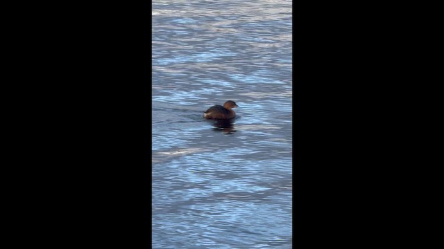 Pied-billed Grebe - ML647095026