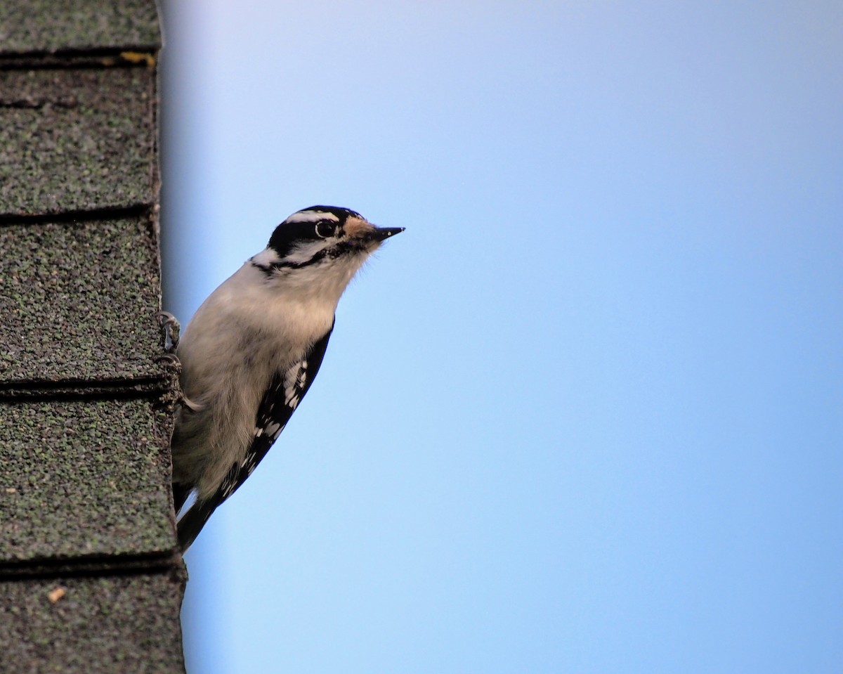 Downy Woodpecker - ML647095034