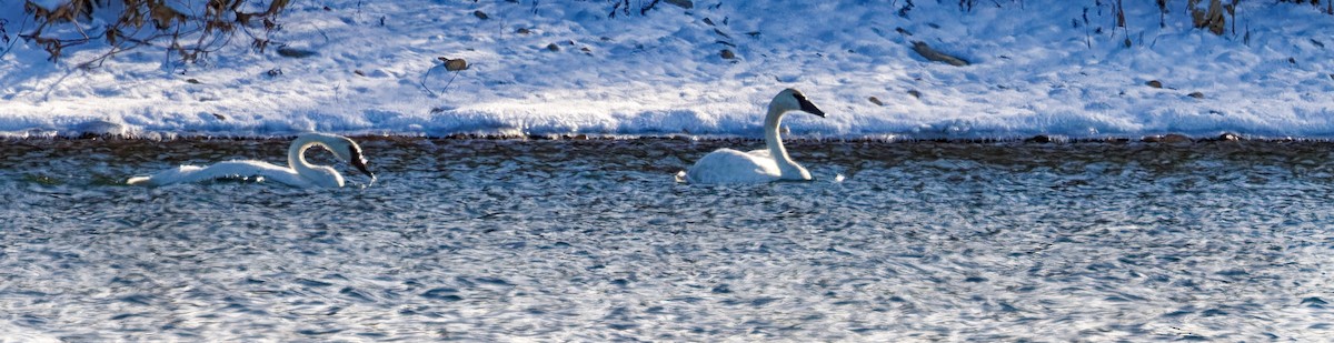 Trompeterschwan - ML647095039