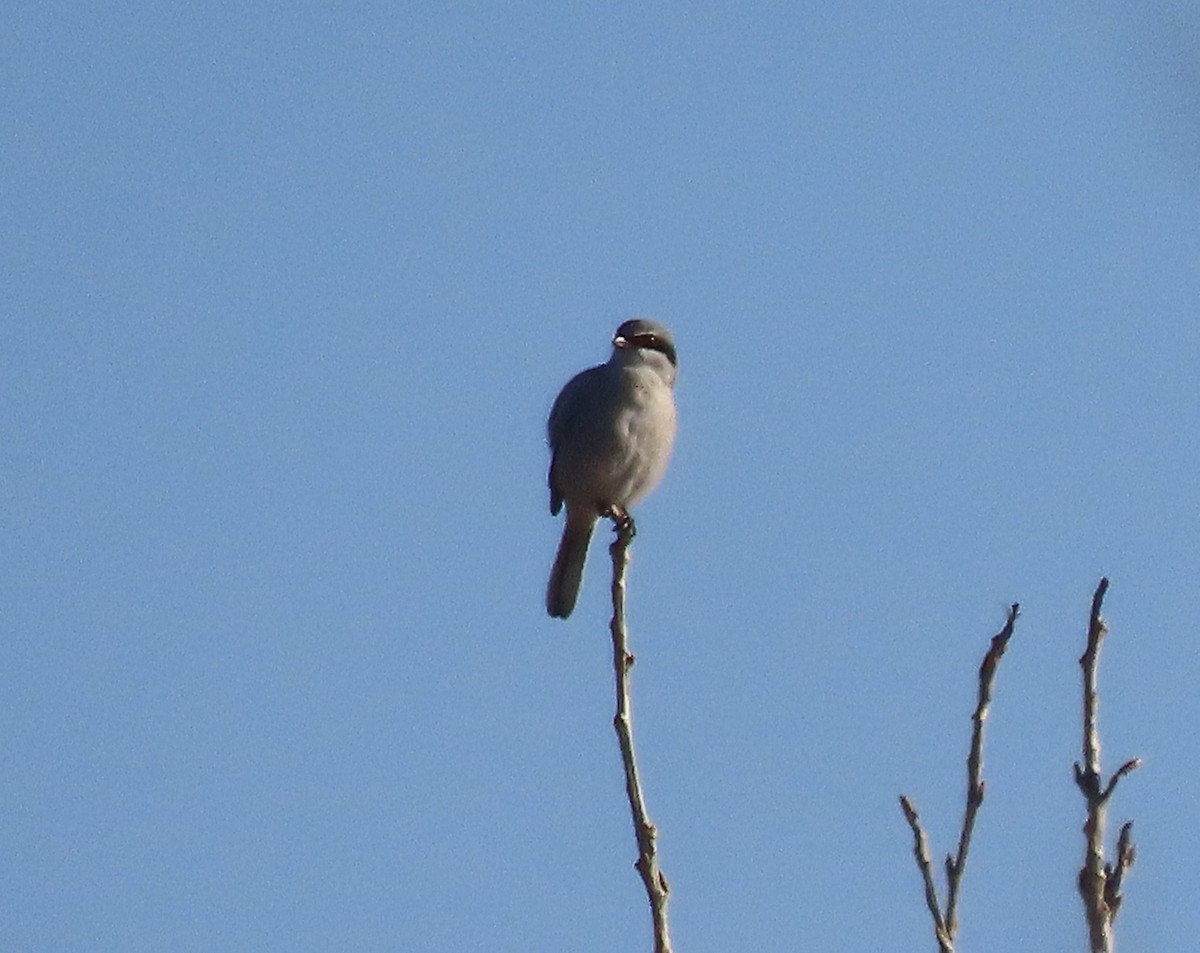 Сорокопуд американський - ML647095040