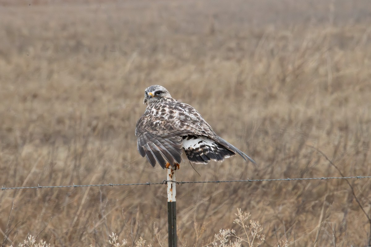 Зимняк - ML647095041