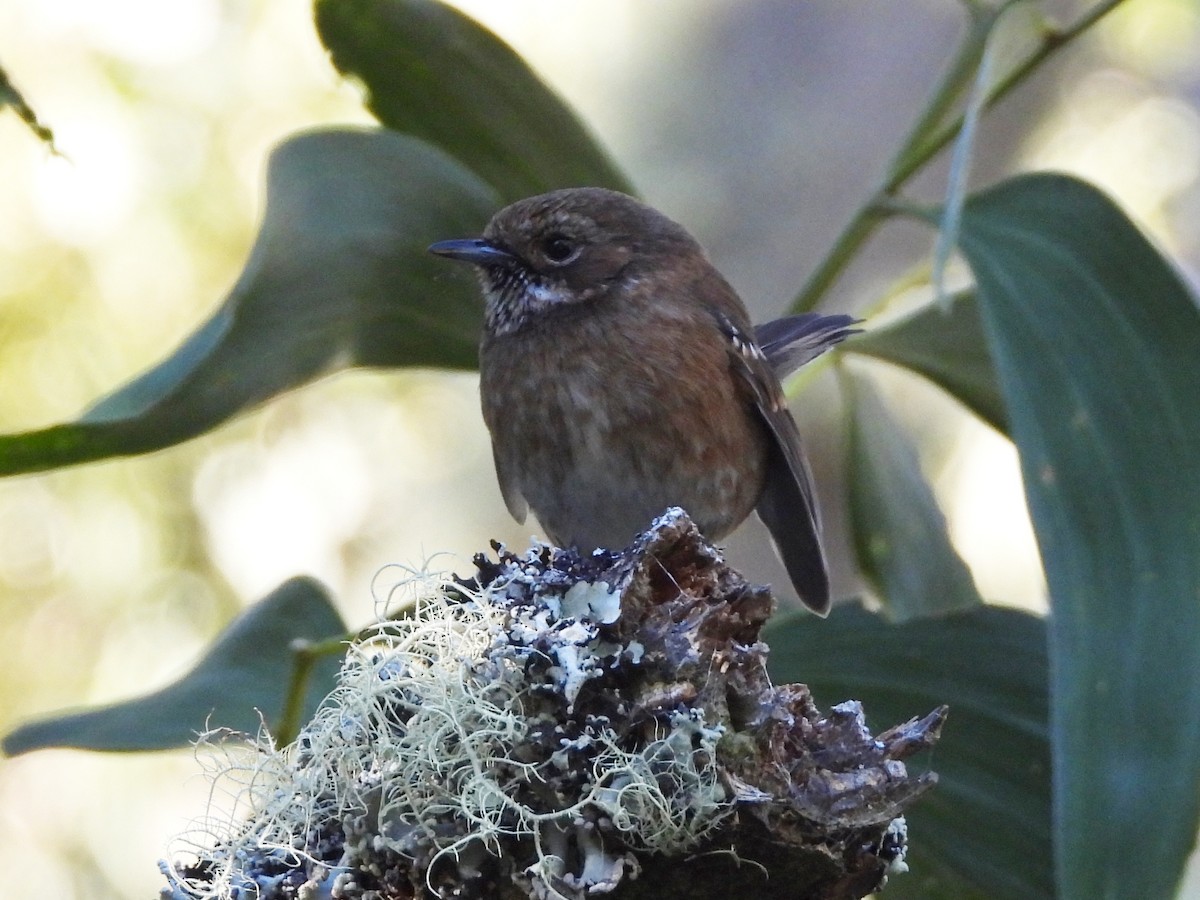 Елепайо гавайський - ML647095042