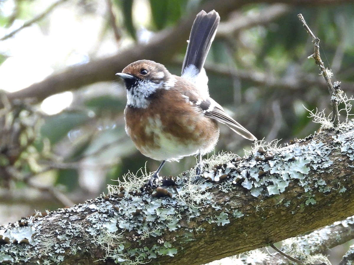 Елепайо гавайський - ML647095043