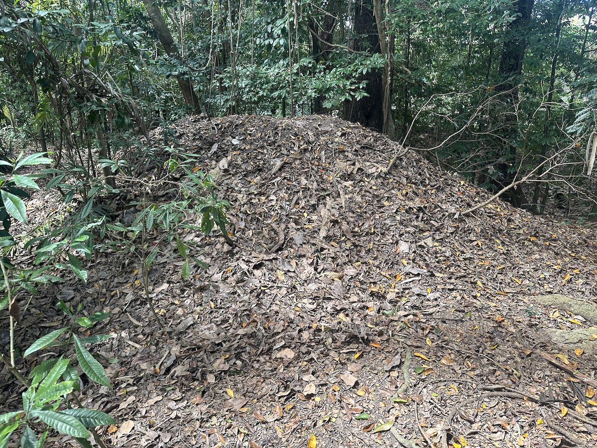 Великоніг австралійський - ML647095044