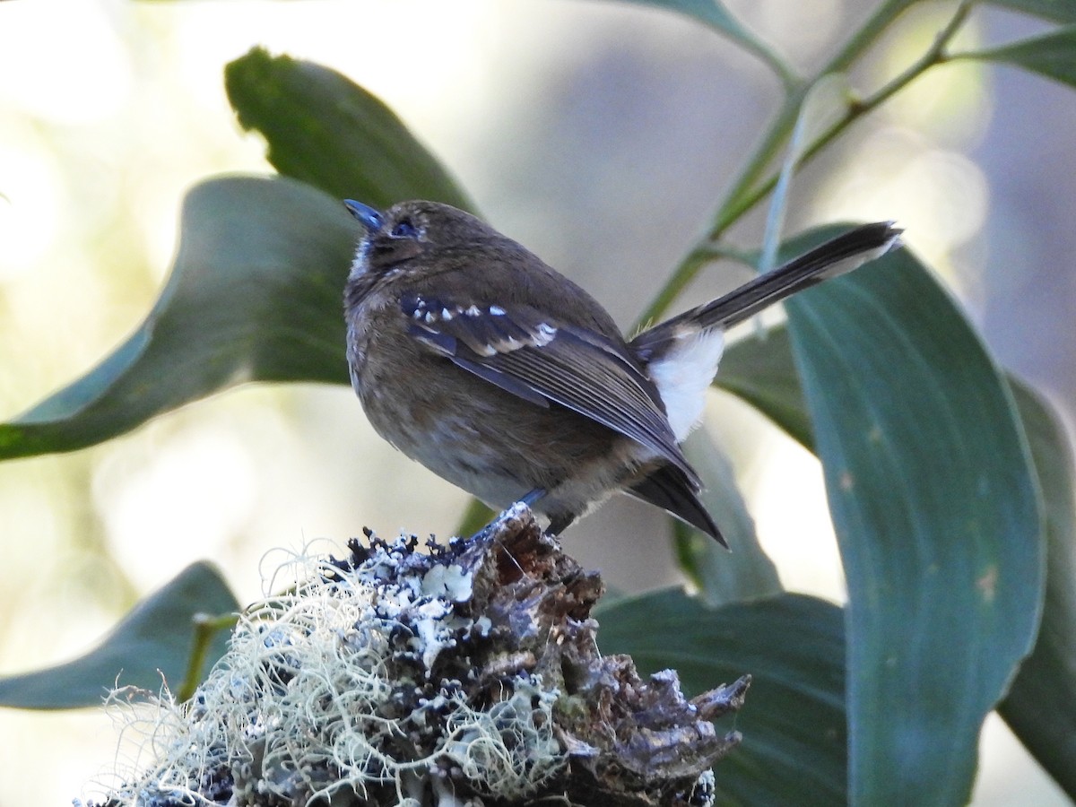 Елепайо гавайський - ML647095045