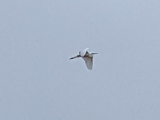 Чапля велика - ML647095046