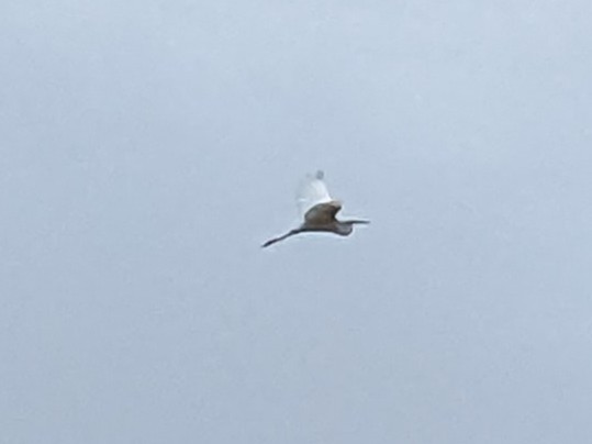 Чапля велика - ML647095047