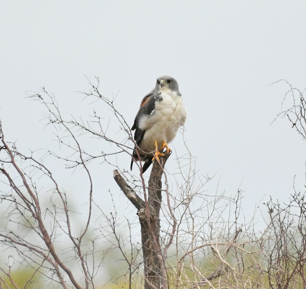 Канюк білохвостий - ML647095050