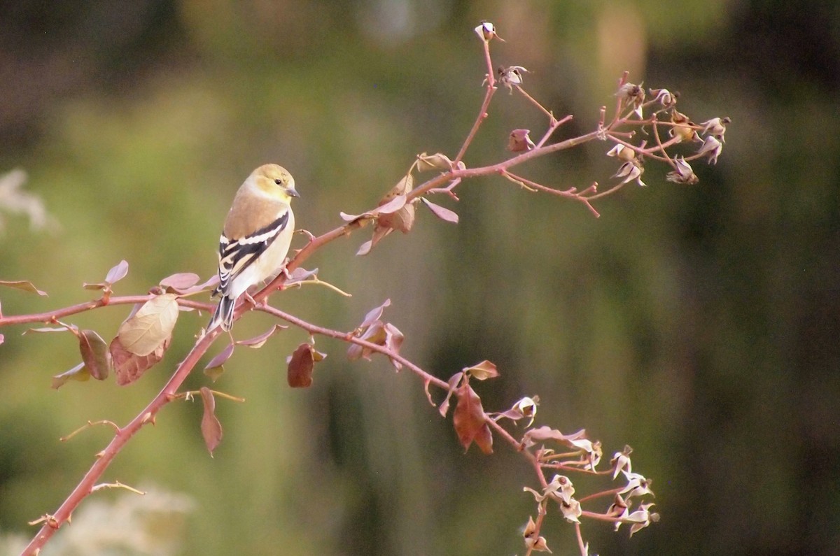 Чиж золотий - ML647095051