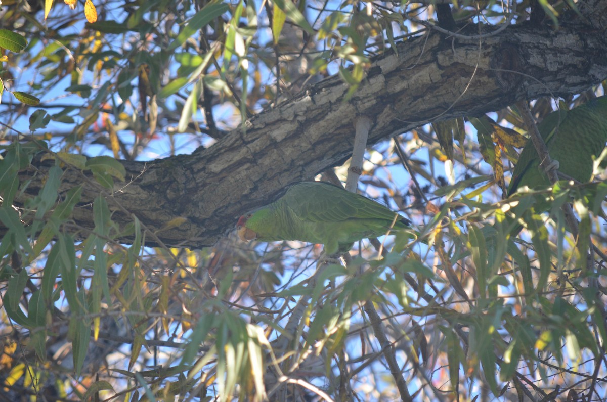 Амазон зеленощокий - ML647095052