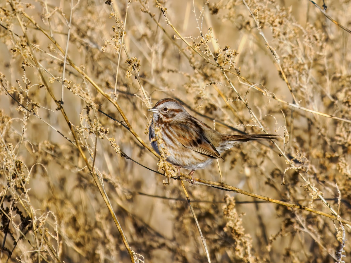 Пасовка співоча - ML647095053