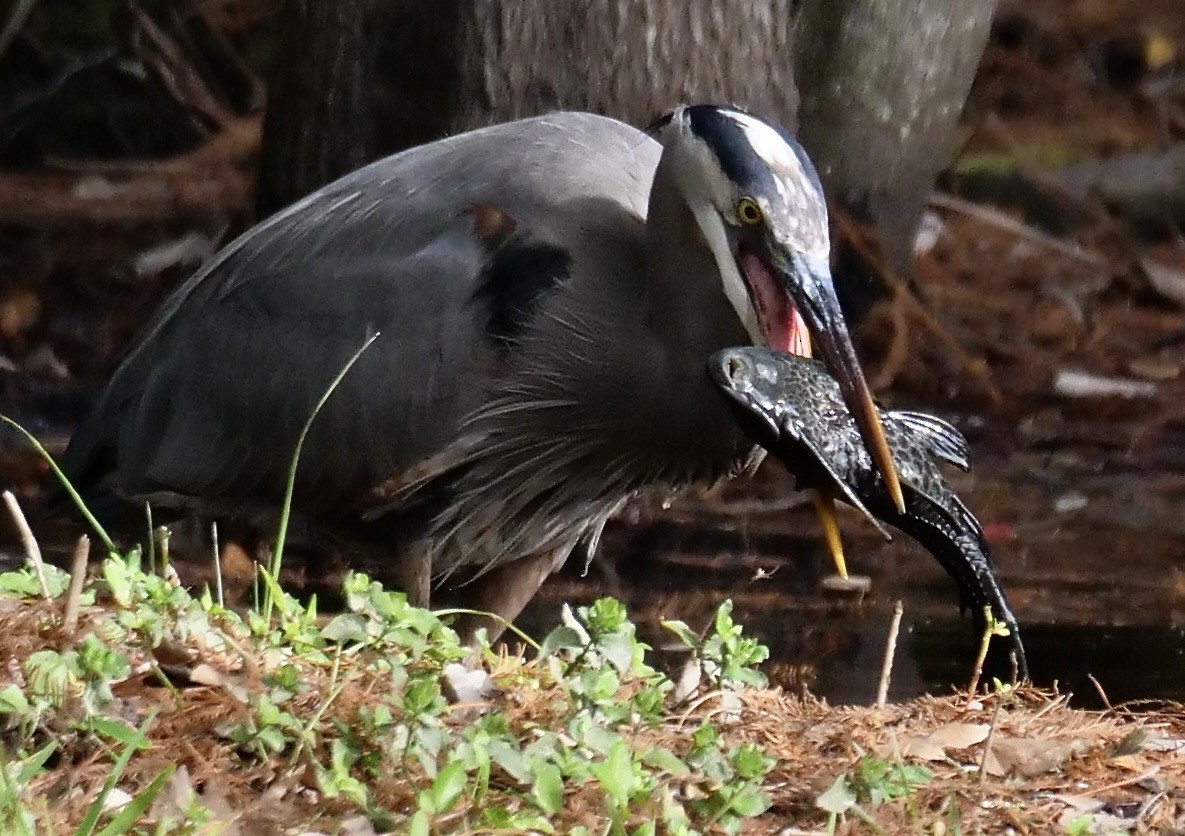 Чапля північна - ML647095057