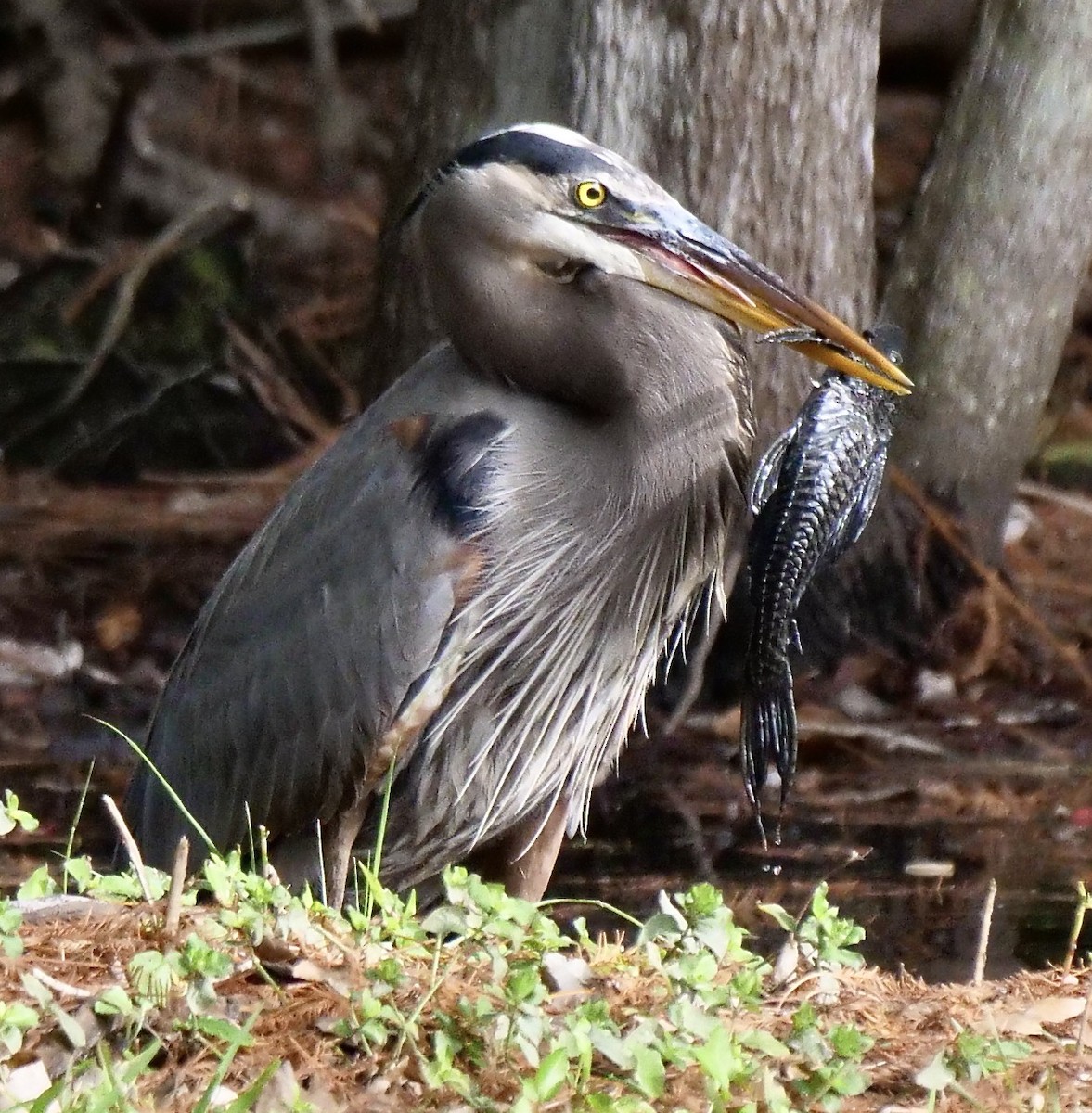 Чапля північна - ML647095058