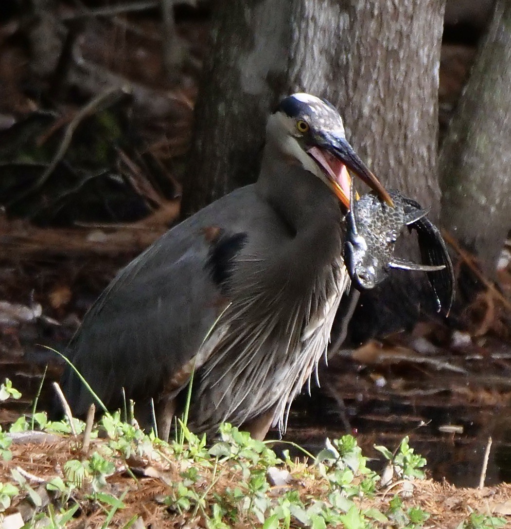 Чапля північна - ML647095059