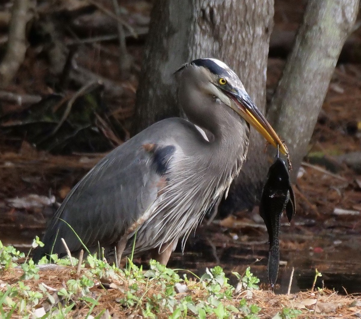 Чапля північна - ML647095060