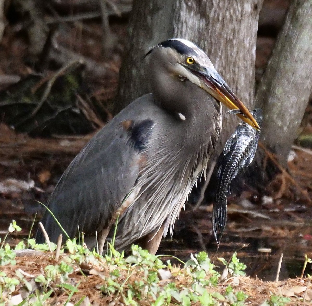 Чапля північна - ML647095061