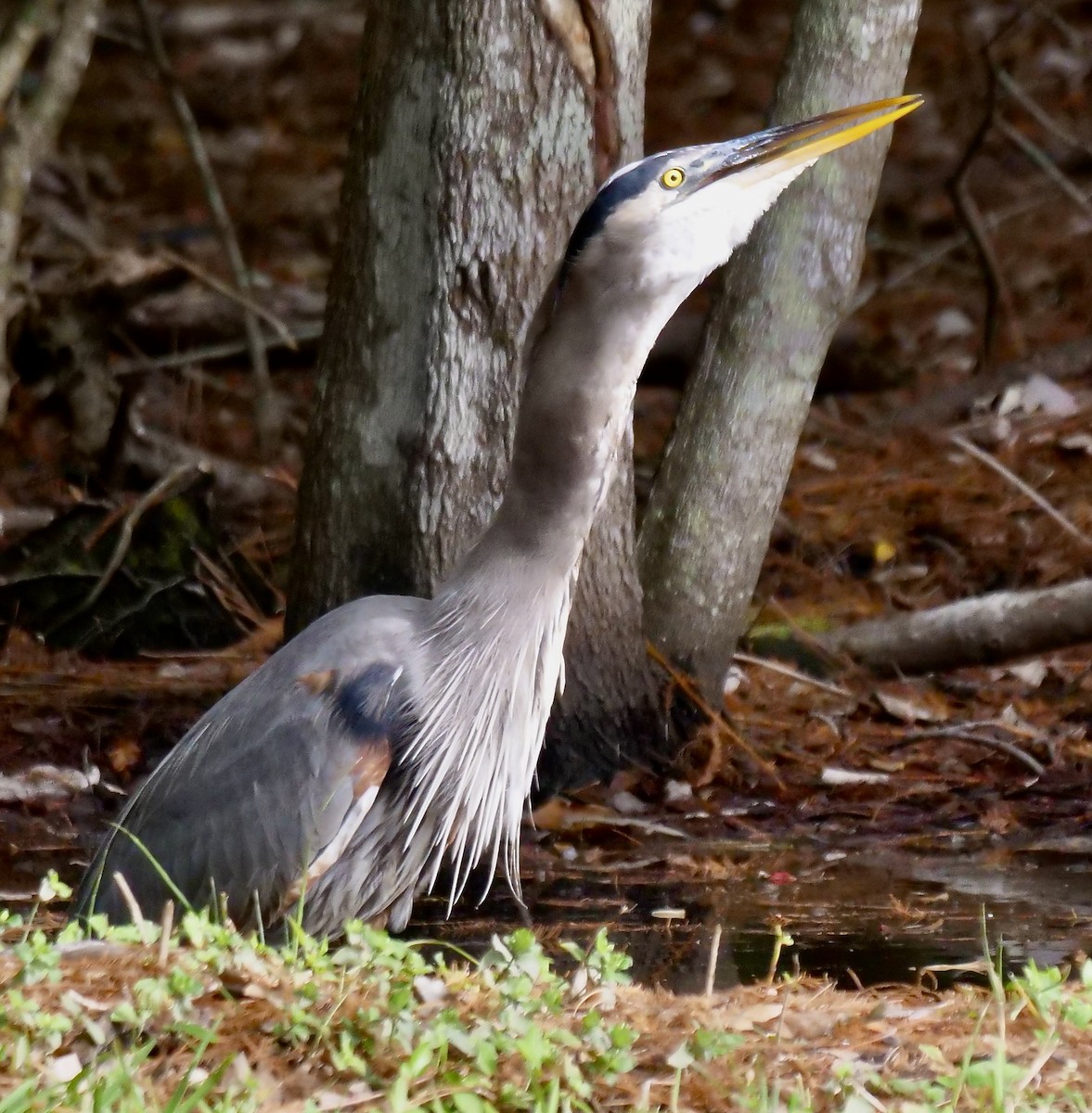 Чапля північна - ML647095062