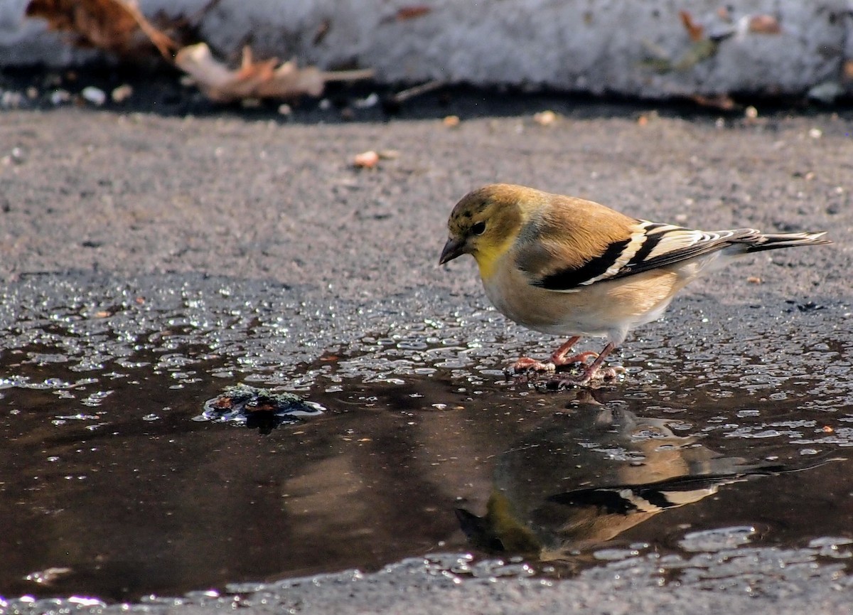 Чиж золотий - ML647095063