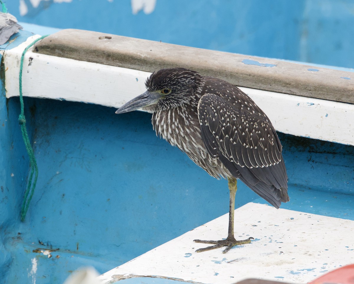 Квак чорногорлий (підвид pauper) - ML647095064