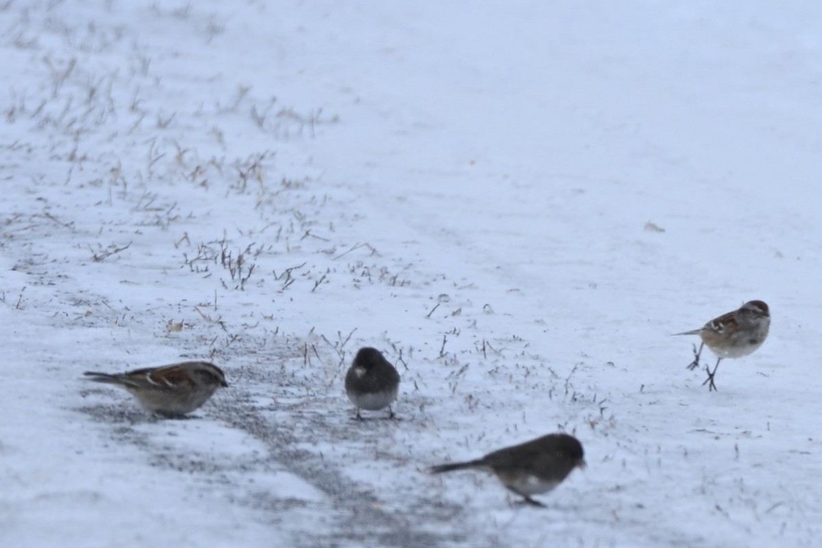 Пасовник північний - ML647095065