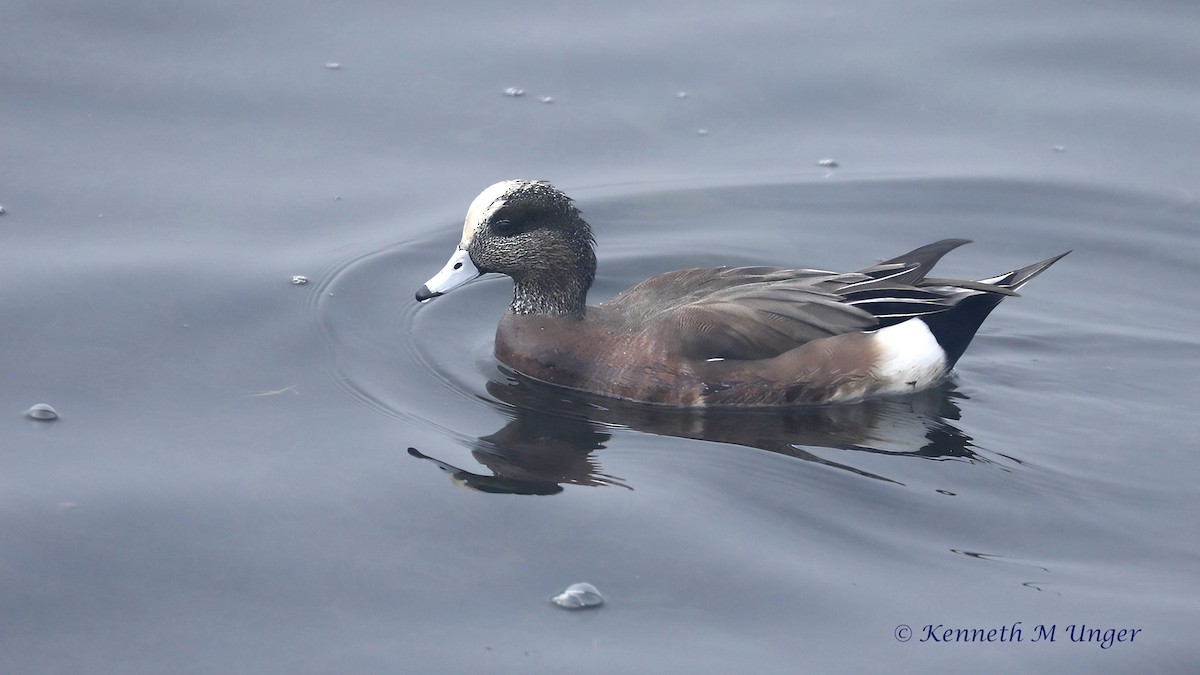 Свищ американський - ML647095066