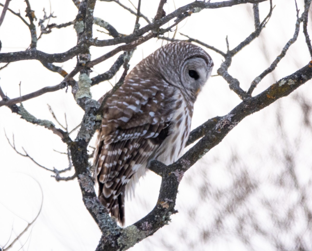 Сова неоарктична - ML647095067