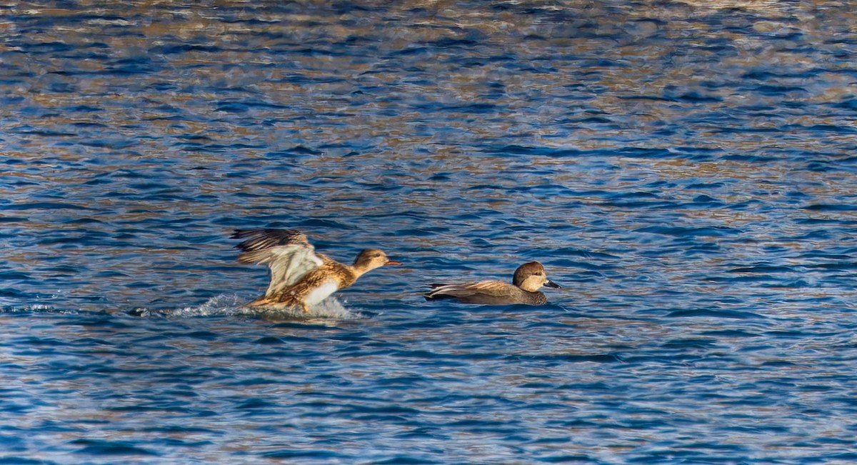 Нерозень - ML647095068