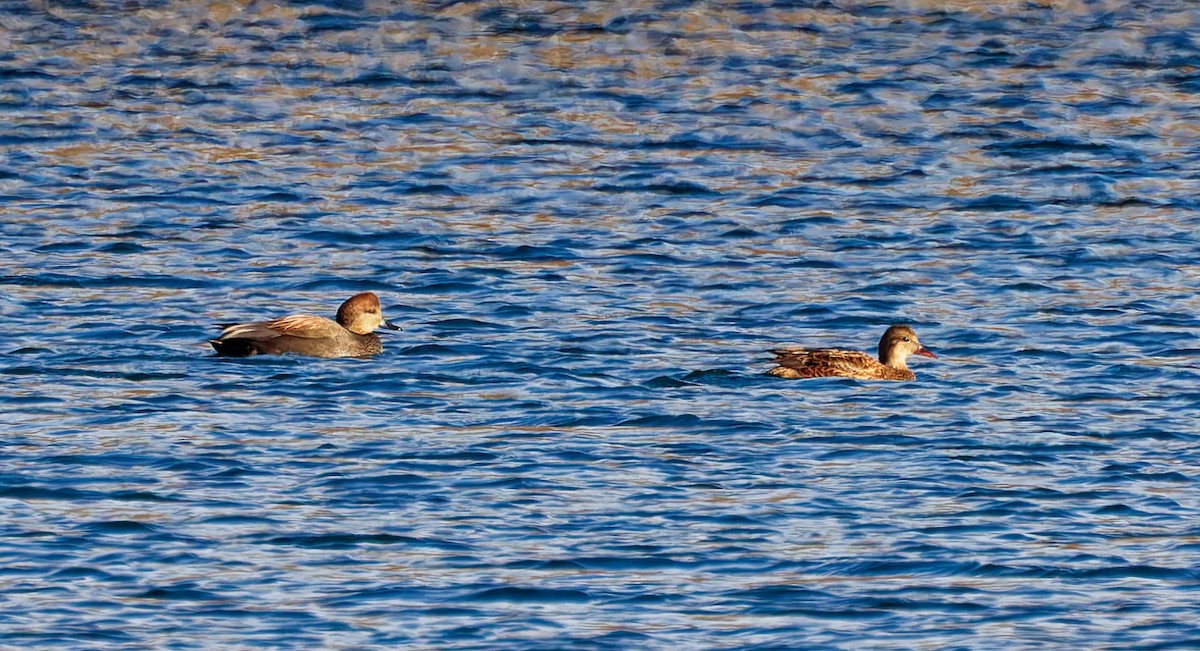 Нерозень - ML647095069