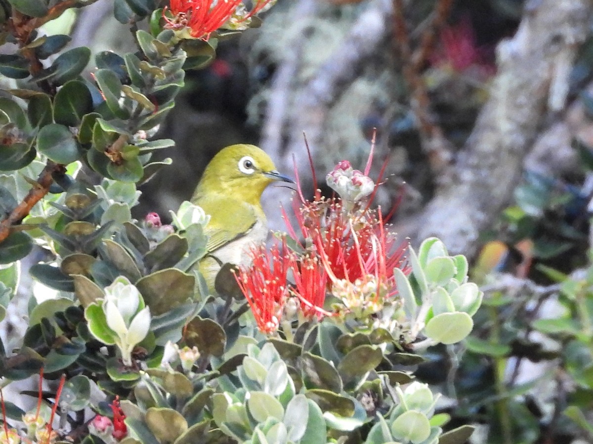 Окулярник японський - ML647095070