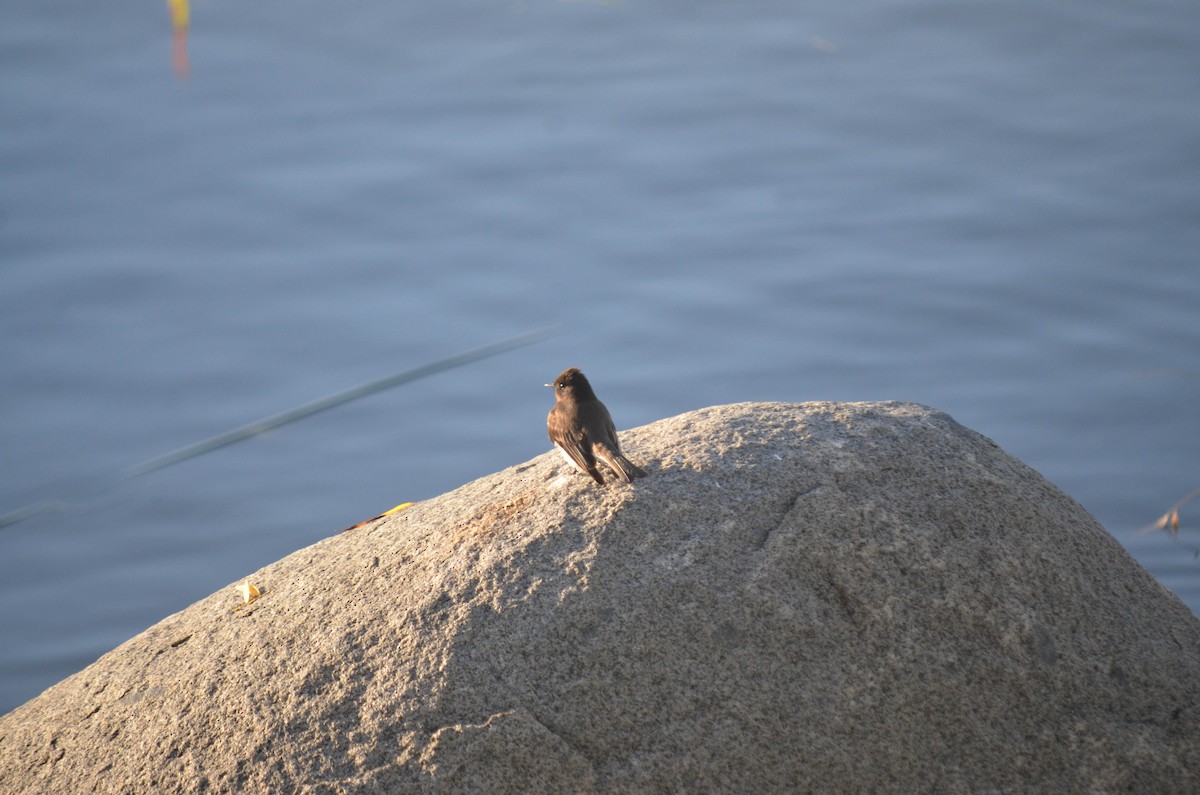 Феб чорний - ML647095071