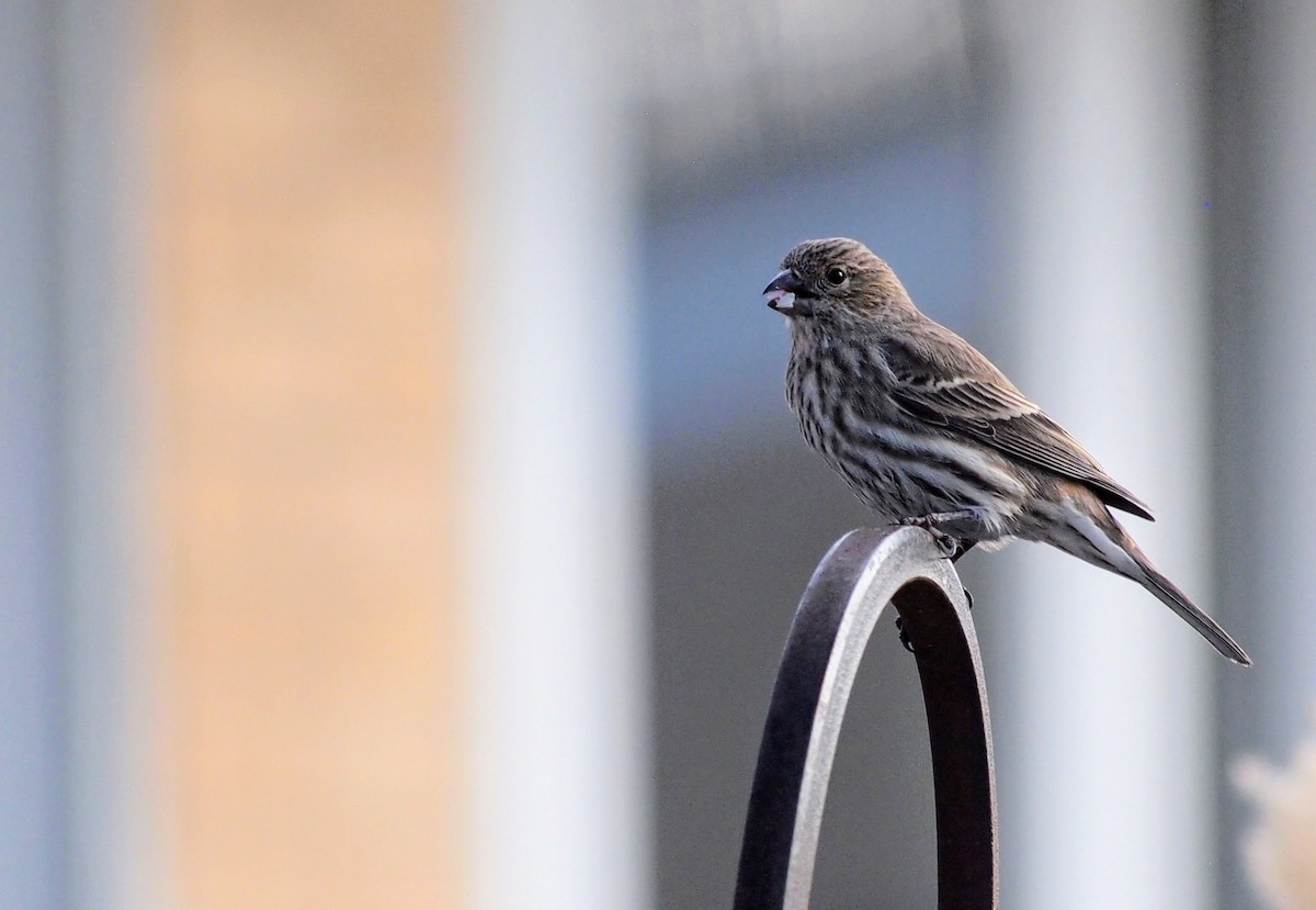 Чечевиця садова - ML647095072