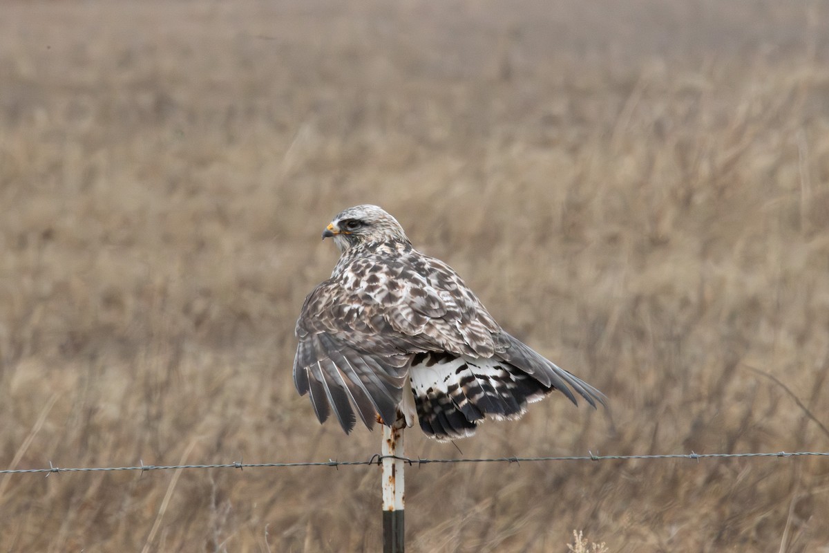 Зимняк - ML647095073